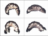 Rinodina oxydata image