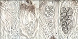 Rinodina oxydata image