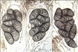Rinodina oxydata image
