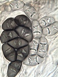 Rinodina oxydata image
