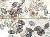 Rinodina oxydata image