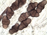 Rinodina oxydata image