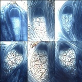 Rinodina oxydata image