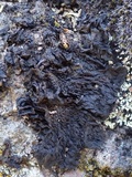 Collema ryssoleum image