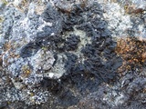 Collema ryssoleum image