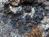 Collema ryssoleum image