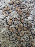 Lecanora muralis image