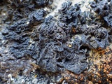 Collema ryssoleum image