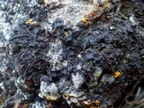Collema ryssoleum image
