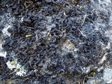 Collema ryssoleum image