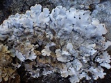 Parmelina tiliacea image