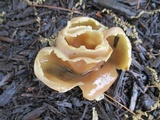 Peziza varia image