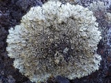 Xanthoparmelia stenophylla image