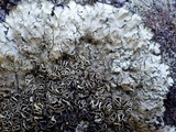 Xanthoparmelia stenophylla image