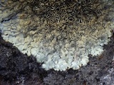 Xanthoparmelia stenophylla image