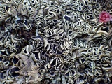 Xanthoparmelia stenophylla image
