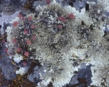 Xanthoparmelia stenophylla image