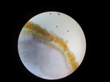 Peziza varia image