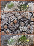 Lecanora muralis image