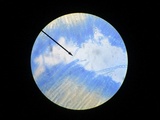 Peziza varia image