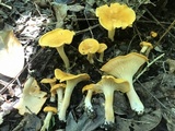 Cantharellus tenuithrix image