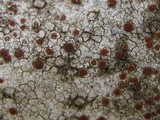 Caloplaca crenularia image