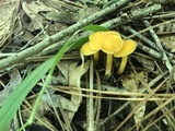 Cantharellus tabernensis image