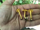 Cantharellus tabernensis image