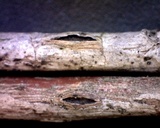 Lophodermium melaleucum image