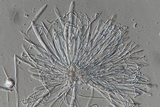 Lophodermium melaleucum image