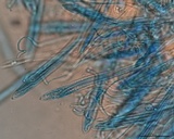 Lophodermium melaleucum image