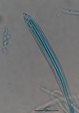 Lophodermium melaleucum image
