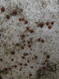 Caloplaca crenularia image