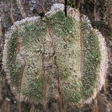 Lecanora thysanophora image
