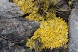 Vulpicida tilesii image