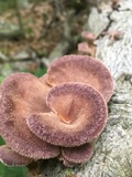 Panus lecomtei image