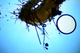 Scutellinia setosa image