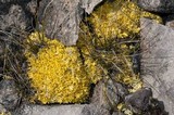Vulpicida tilesii image