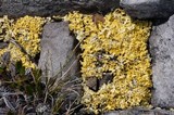 Vulpicida tilesii image