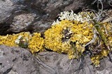 Vulpicida tilesii image