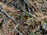 Caloscypha fulgens image