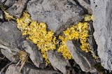 Vulpicida tilesii image