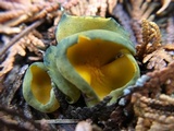 Caloscypha fulgens image