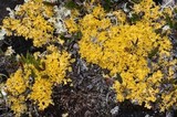 Vulpicida tilesii image