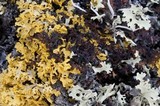 Vulpicida tilesii image