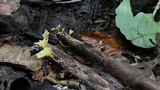 Cotylidia aurantiaca image