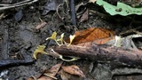 Cotylidia aurantiaca image