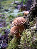 Pholiota squarrosa image