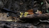 Cotylidia aurantiaca image
