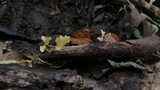 Cotylidia aurantiaca image